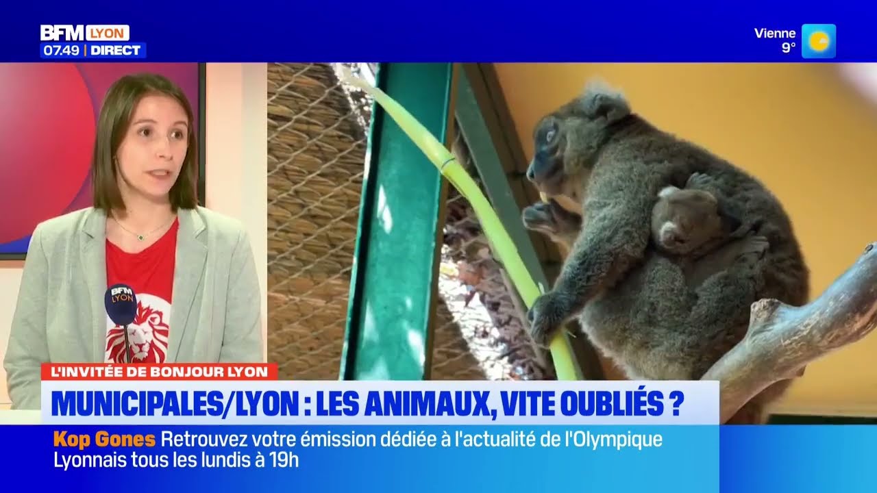 BFMTV - 02/02/2026 - Municipales/Lyon : les animaux, vite oubliés ?