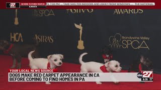 Dogs coming to Pennsylvania from overcrowded California shelters after a red carpet appearance