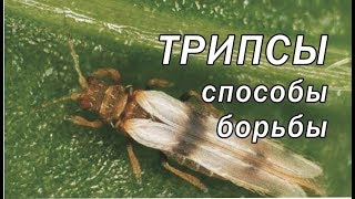 ТРИПСЫ // Способ борьбы с трипсами