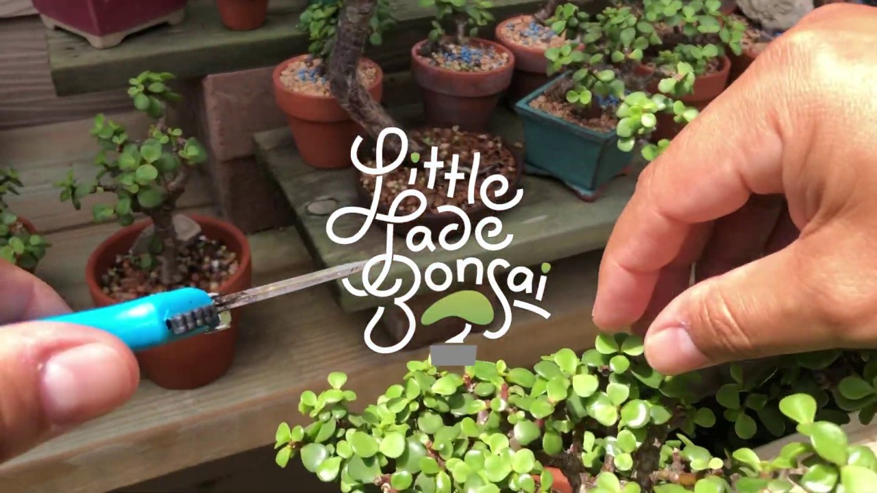 Skim trimming portulacaria afra (dwarf jade) bonsai trees Little Jade