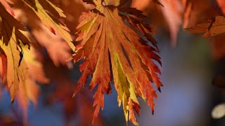 Full Moon Japanese Maple 🍁 Arce Japonés de Luna Llena.