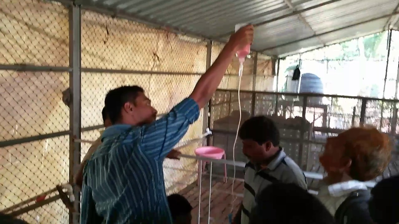 How to do Intra venious (IV) in Goats YouTube