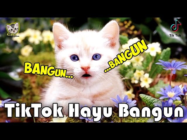 TIK TOK BANGUN HAYU BANGUN | Kitty Kucing Lucu class=