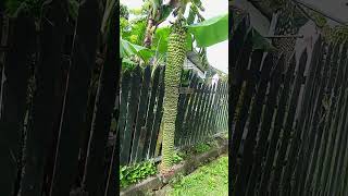 Pisang Apakah ini??? #nature #shorts #mamanguce