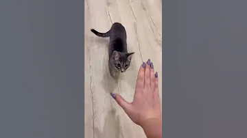 Главная ошибка в воспитании кота 😿 Никогда так не делайте #shorts #кот #кошки