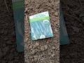 Planting black beauty zucchini