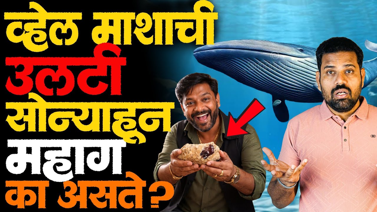 कोल्हापुरात पाच कोटींची व्हेल माशाची 'उलटी' जप्त केली आहे. विषय काय? #whale #ambergris #kolhapurnews