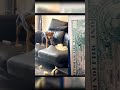How do you like such an assistant? The dog is tearing up the couch.
