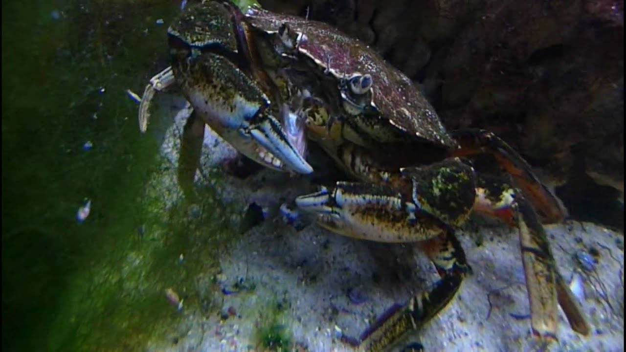 Gruesome! Crab eats fish alive! YouTube