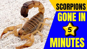 🦂 How to Get Rid of Scorpions FAST ⚡️ (Easy & Safe Methods!)