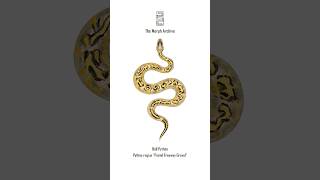 Illustration of the Pastel Freeway Gravel Ball Python by The Morph Archive / Mingo Art