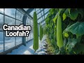 How to Grow Loofah Sponges!