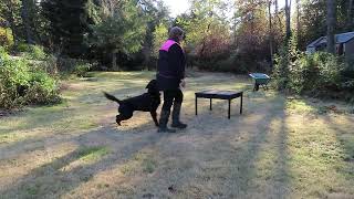 2022-Nov-02 - Rottweiler - preparing for working titles - Gent Update