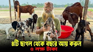 ৪টি ছাগল থেকে বছরে আয় করুন ৫ লাখ টাকা । Profit on a goat farm