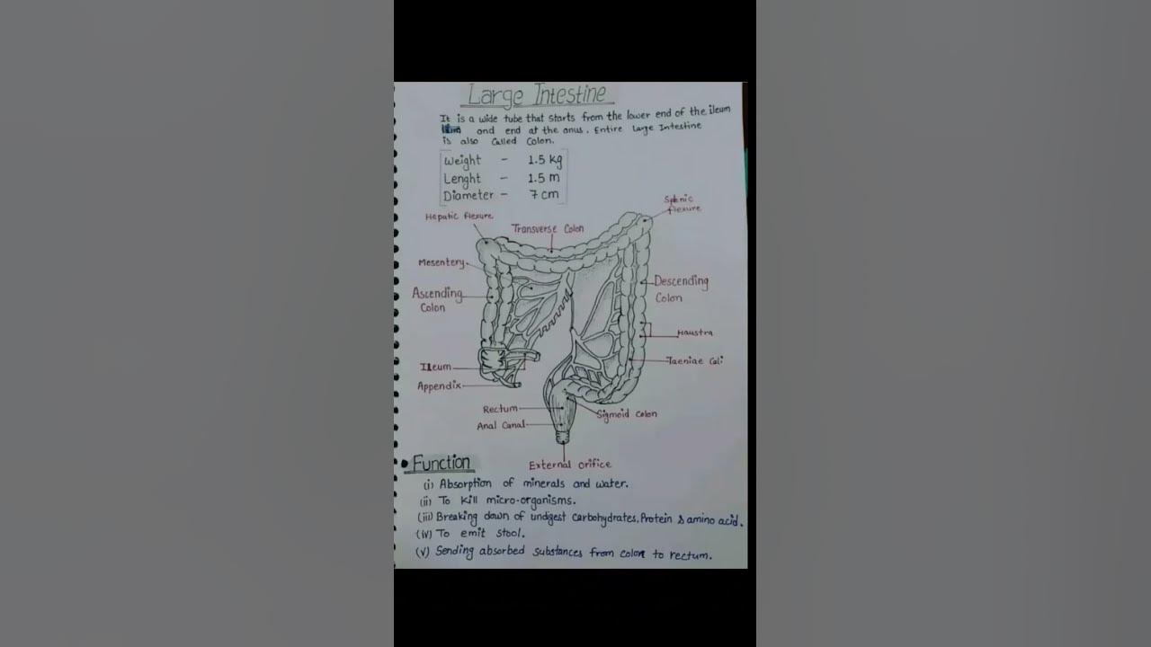 What are the function of a large intestine youtube
