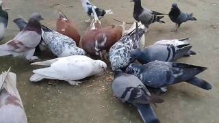 Kabutar.....ja ja ja