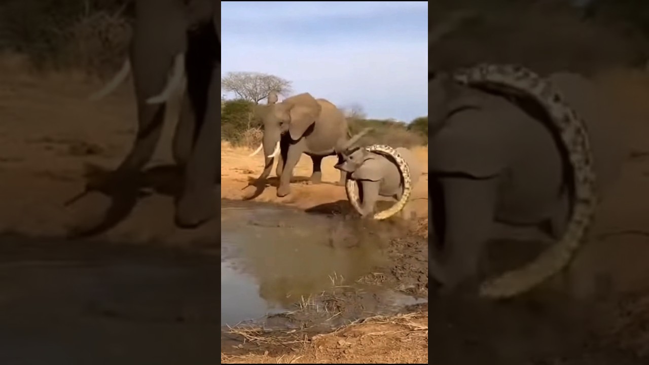The Day the Giant Snake Faced a Mother’s Fury