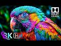 Amazing OLED HDR Test, Masterpiece 8K - Dolby Vision 8K HDR 120FPS (8K-4K Video TV)