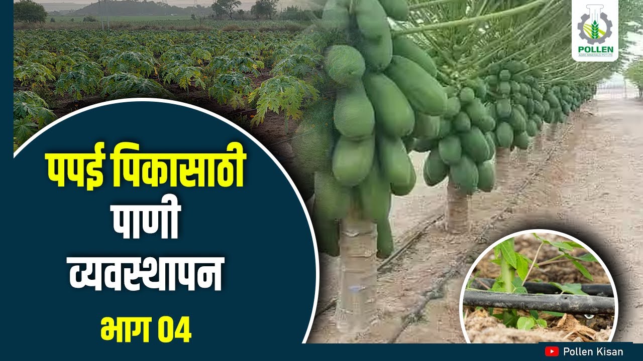 पपई पिकासाठी योग्य पाणी व्यवस्थापन । यशस्वी पपई व्यवस्थापन । भाग ०४ । Pollen Kisan