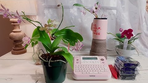 How I make orchid label, and blooming updates