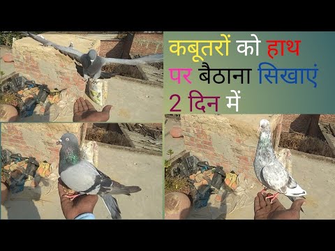 कबूतर हाथ पर बैठा ना सिखाएं  || Baazigar