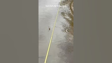 Câu Cá Rô Đồng Dính Thấy Mê #shorts