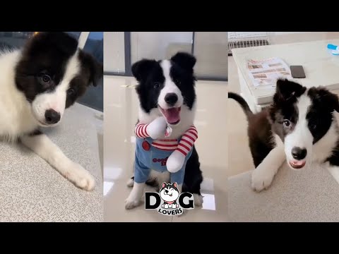 Border Collie Puppies