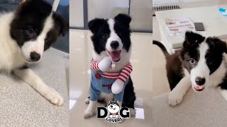 Border Collie Puppies Funny Videos Compilation 2021 by Dog Lovers 494 views 3 years ago 13 minutes, 59 seconds