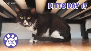 Ditto Day 17 - Feral Cat Recovery, Getting His Meow Back * S4 E161 * Cat Videos