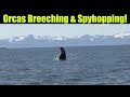 Orcas Breeching and Spyhopping #shorts #juneau