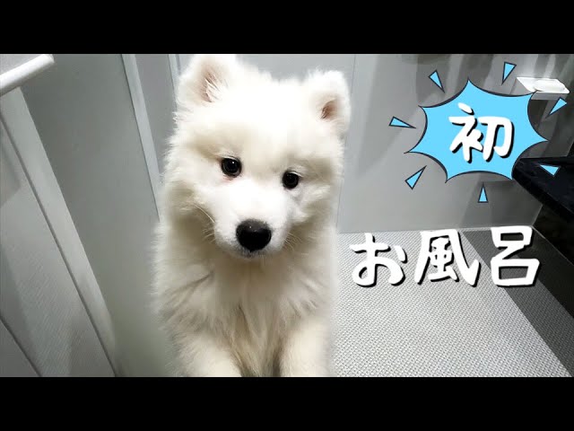 Samoyed Puppy First Bath Youtube
