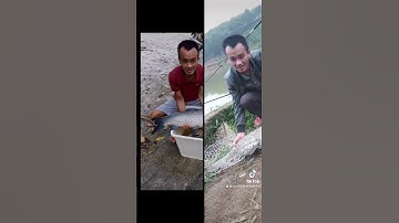 Mồi câu.thính câu cá.trắm đen.chép.trắm trắng cho hồ dịch vụ.#shorts#fishing