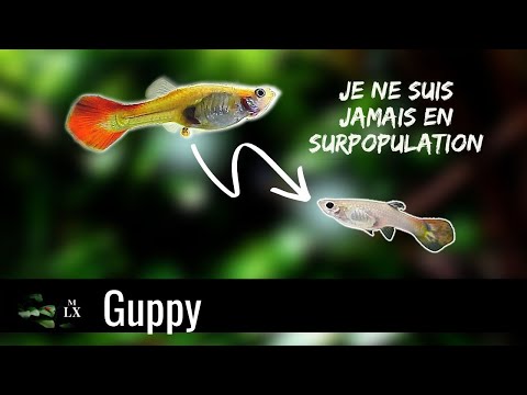 Vidéo: Les alevins de guppy vont-ils manger des alevins de crevettes ?