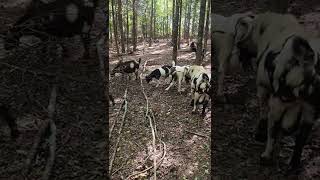 Spending The Day In The Woods With My Goat Herd Is The Best Way To Spend Free Time.