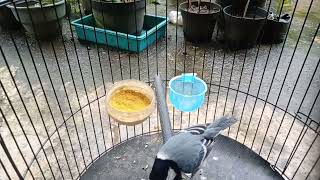 Download Lagu Gelatik batu gacor nembak MP3