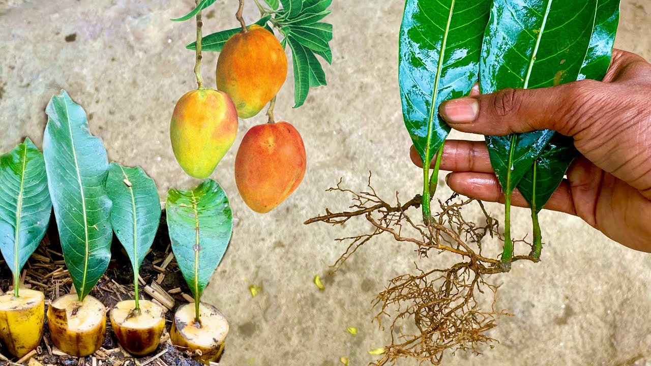 How to Grow Mango Tree From Leaves | Best Natural Banana Rooting ...