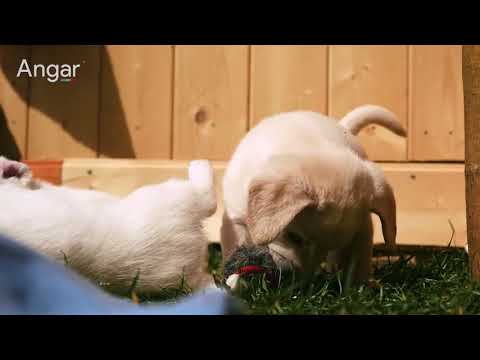 Видео: Хэзээ нохой нэхэх вэ
