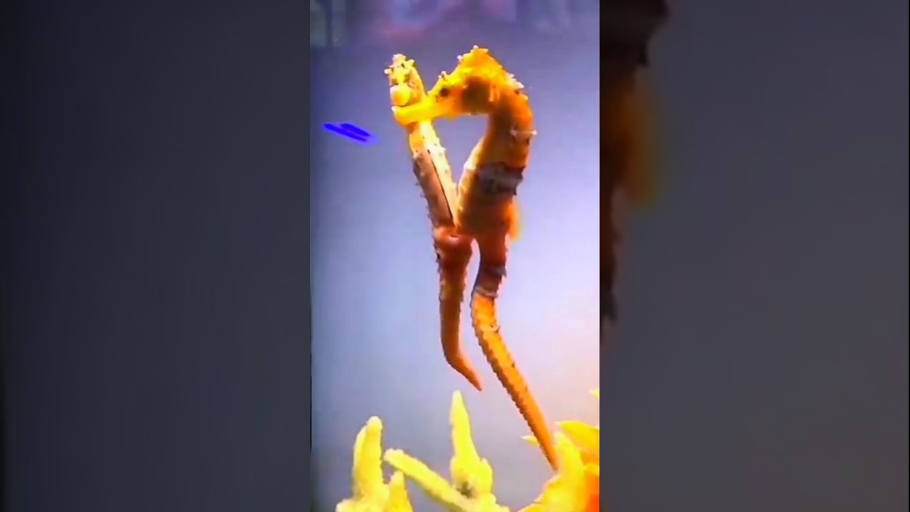#seahorse