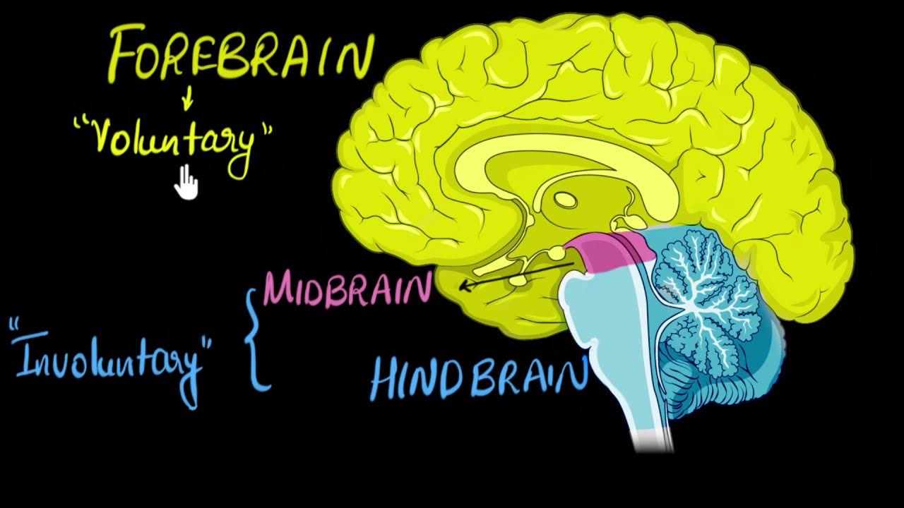 parts of the brain and functions