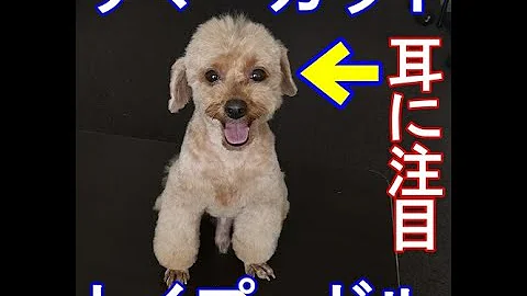 トイ プードル サマー カット スタイル تحميل Download Mp4 Mp3