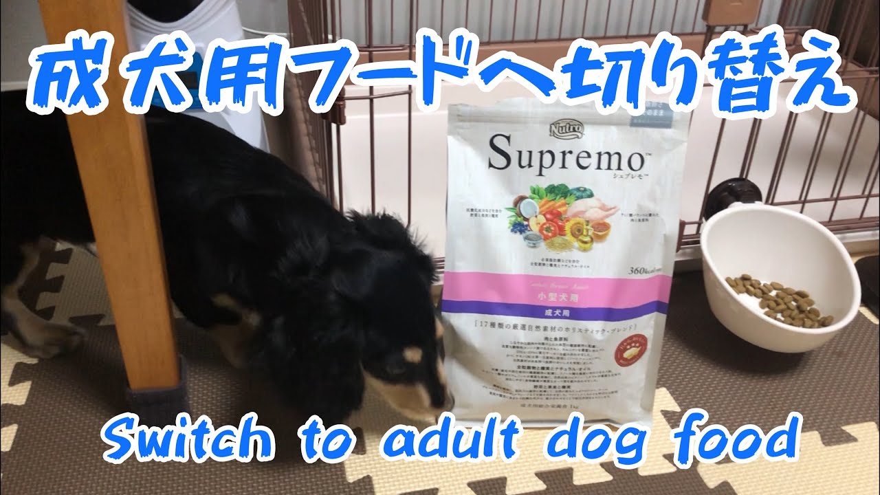 Switch from puppy food to adult dog food!Miniature dachshund
