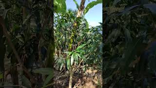 Philippine Mango Bye Bye