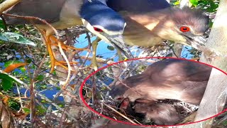 Black crowned mother bird releases two fish in her mouth for her baby to eat little by little#birds