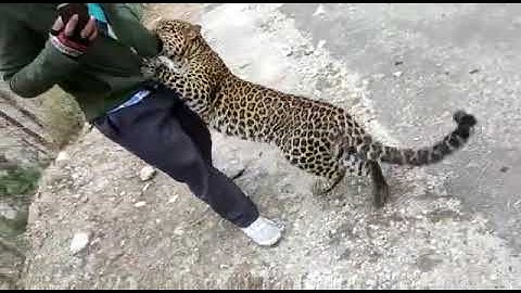 leopard playing with people in kullu ! wild animals in Himachal pradesh !! #himachal #leopard