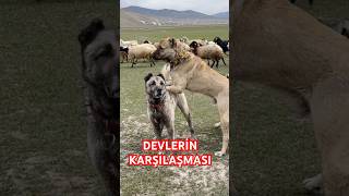 KARAKIRÇIL VE BOZ KANGAL KARŞI KARŞIYA #kangal #anadoluaslanı #karakırçılkangal #çobanköpeği