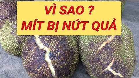 Quả mít bị nứt xử lý thế nào năm 2024