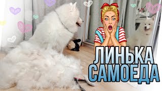 Линька САМОЕДА | Очень много шерсти | Вычесываю белого Мишку