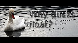 Why ducks Float