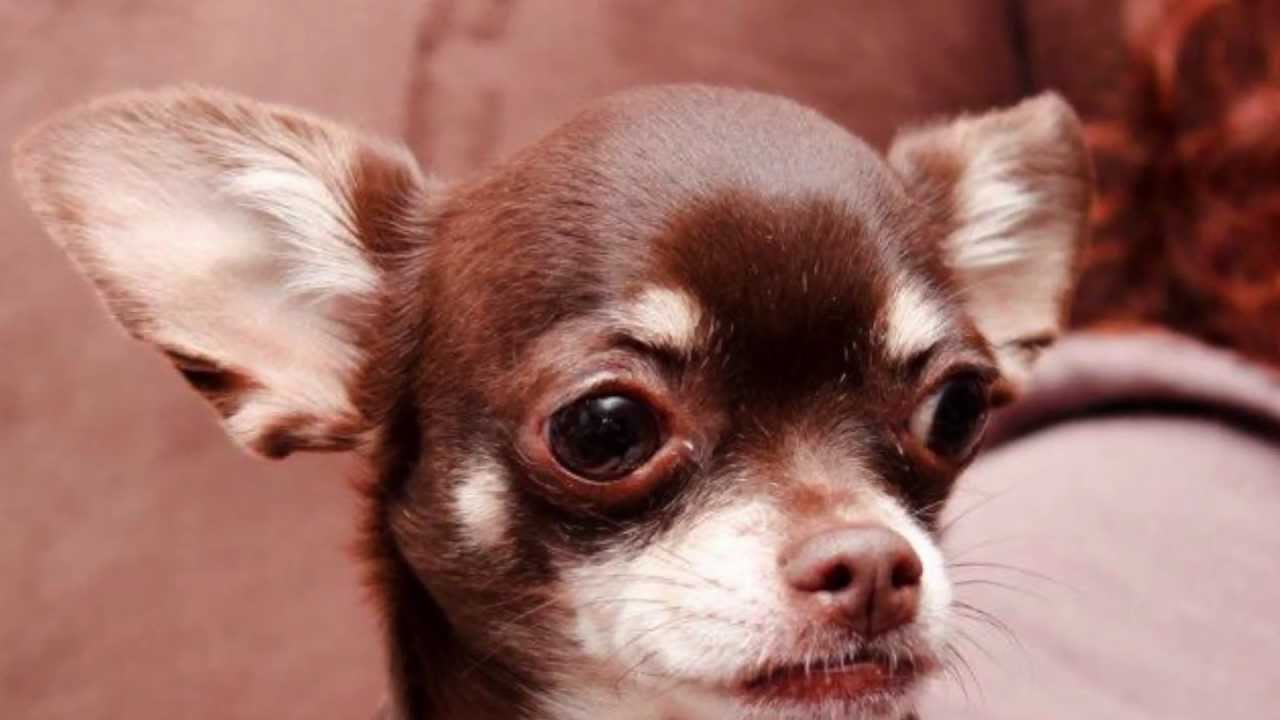 Adorable RUBY the Chihuahua Auditions for Talent Hounds TV show