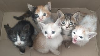 Perkembangan 5 anak kucing 15 hari semenjak induknya mati